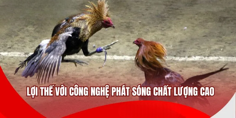 Đá Gà 68WIN – Trải Nghiệm Đam Mê Bất Tận Có Một Không Hai